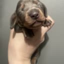 Dachshund