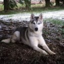 Siberian Husky