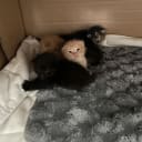 Norsk skogkatt/huskatt