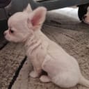 Chihuahua
