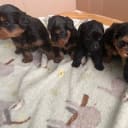 Yorkiepoo  (dvärgpudel yorkshireterrier)
