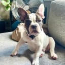 Fransk bulldogg