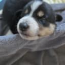 Border collie og shettland sheepdog miks