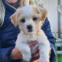 Blandras Bichon havanais(pappa)/lhasa apso/jackrussel (mamma)