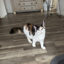 Maine Coon