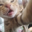 Ocicat