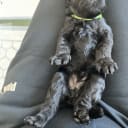 Kerry Blue Terrier