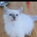 Ragdoll