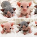 Sphynx