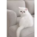 Exotic Shorthair
