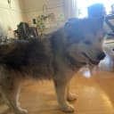 Alaskan malamute