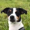 Danish Swedish Farmdog