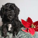 Aussiedoodle
