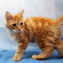 Maine Coon