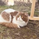Ragdoll