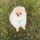 Pomeranian