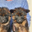 Tysk Schäferhund