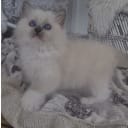 Ragdoll