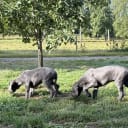Great Dane (Grand danois)