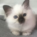 ST
