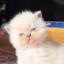 AA