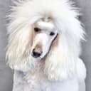 AÖ
