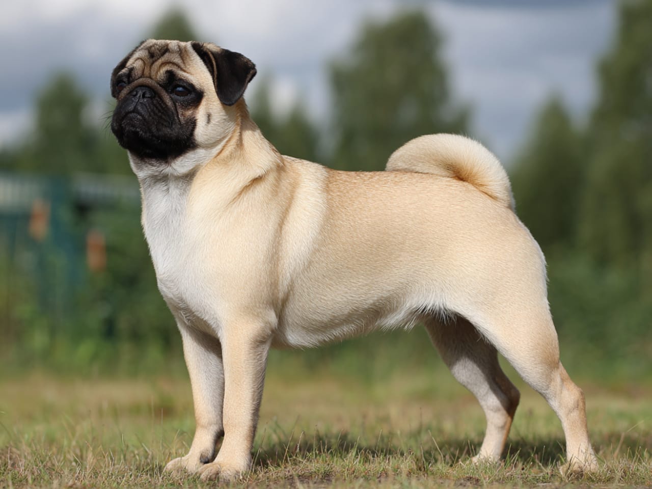 Mops