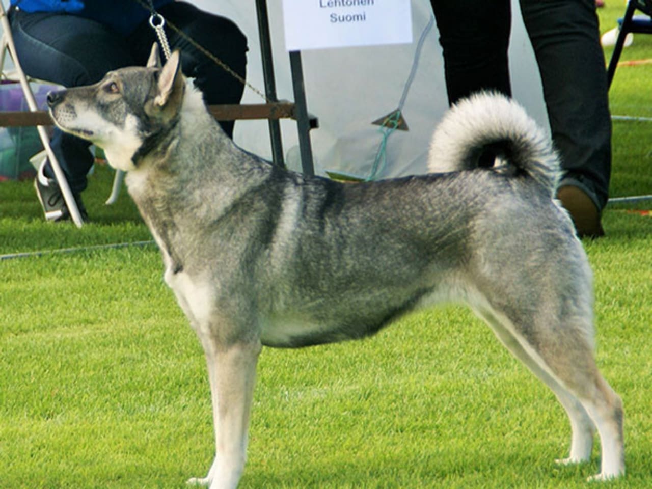 Jämthund