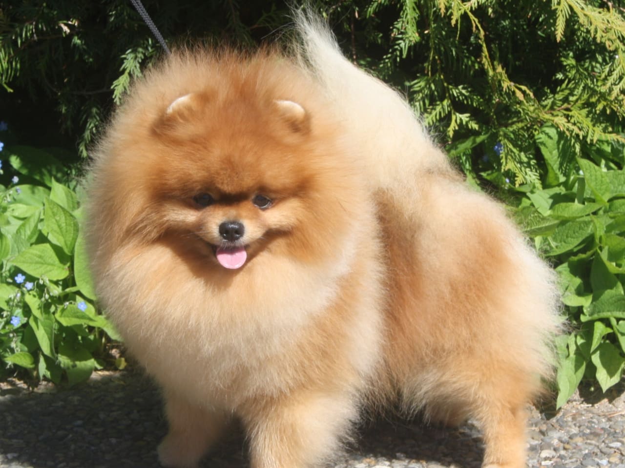 Pomeranian