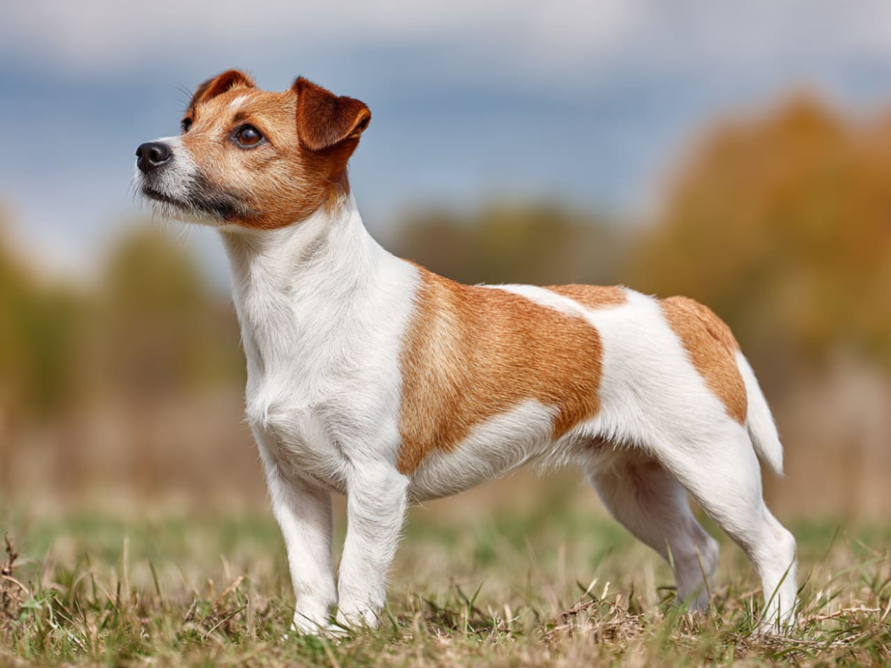 Jack russell terrier