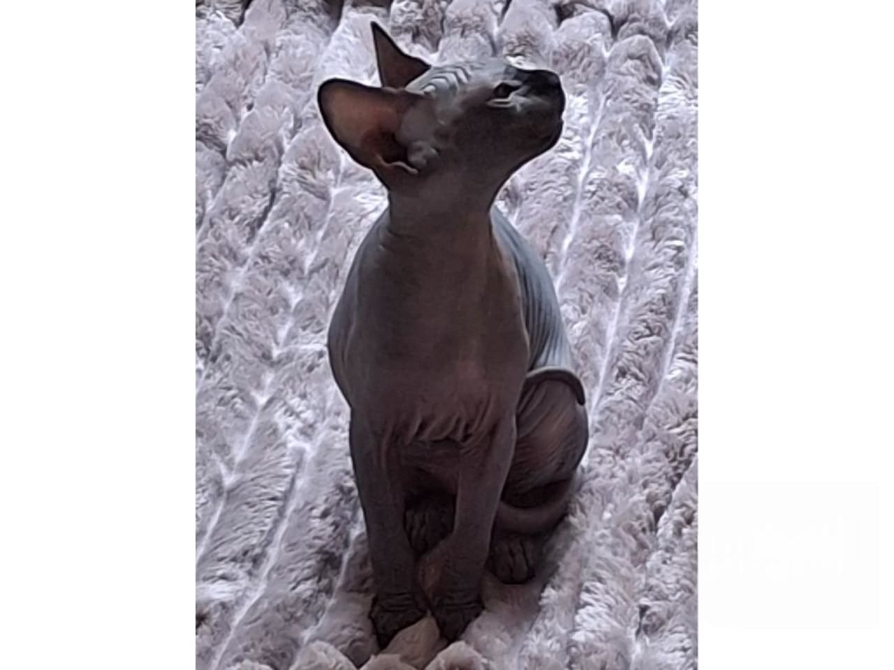 Sphynx