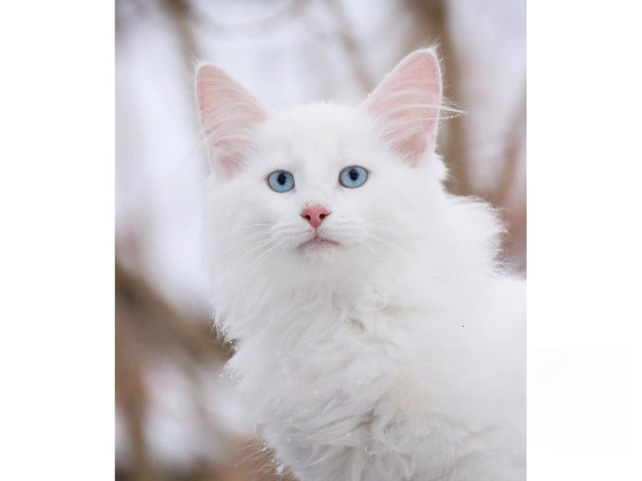 Norsk skogkatt