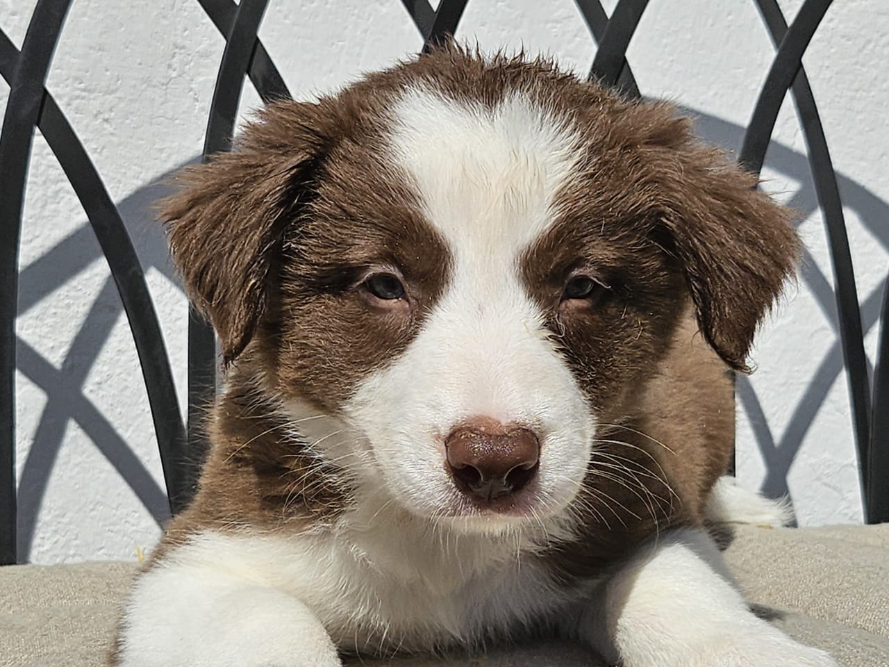 Border collie