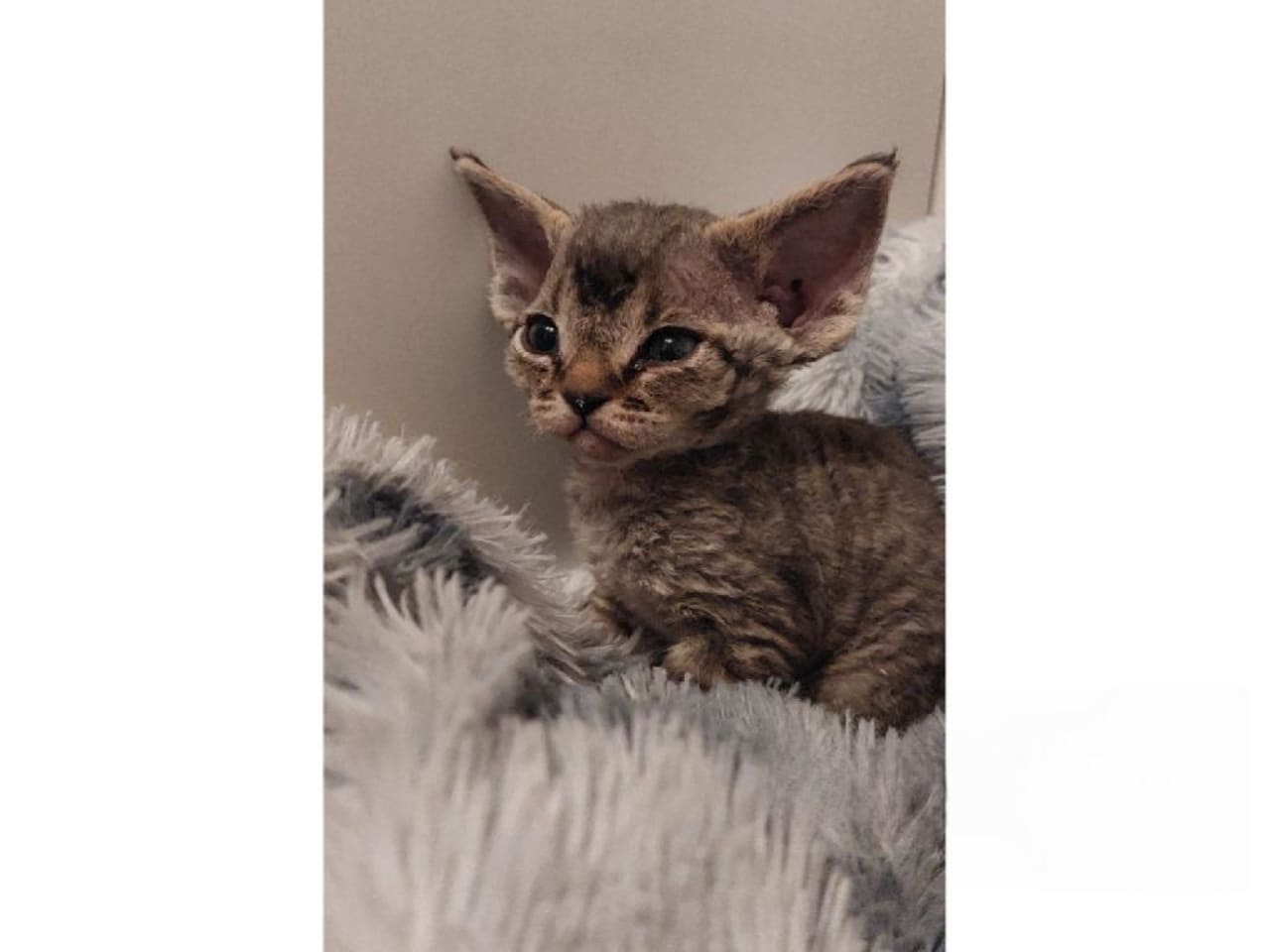 Devon Rex