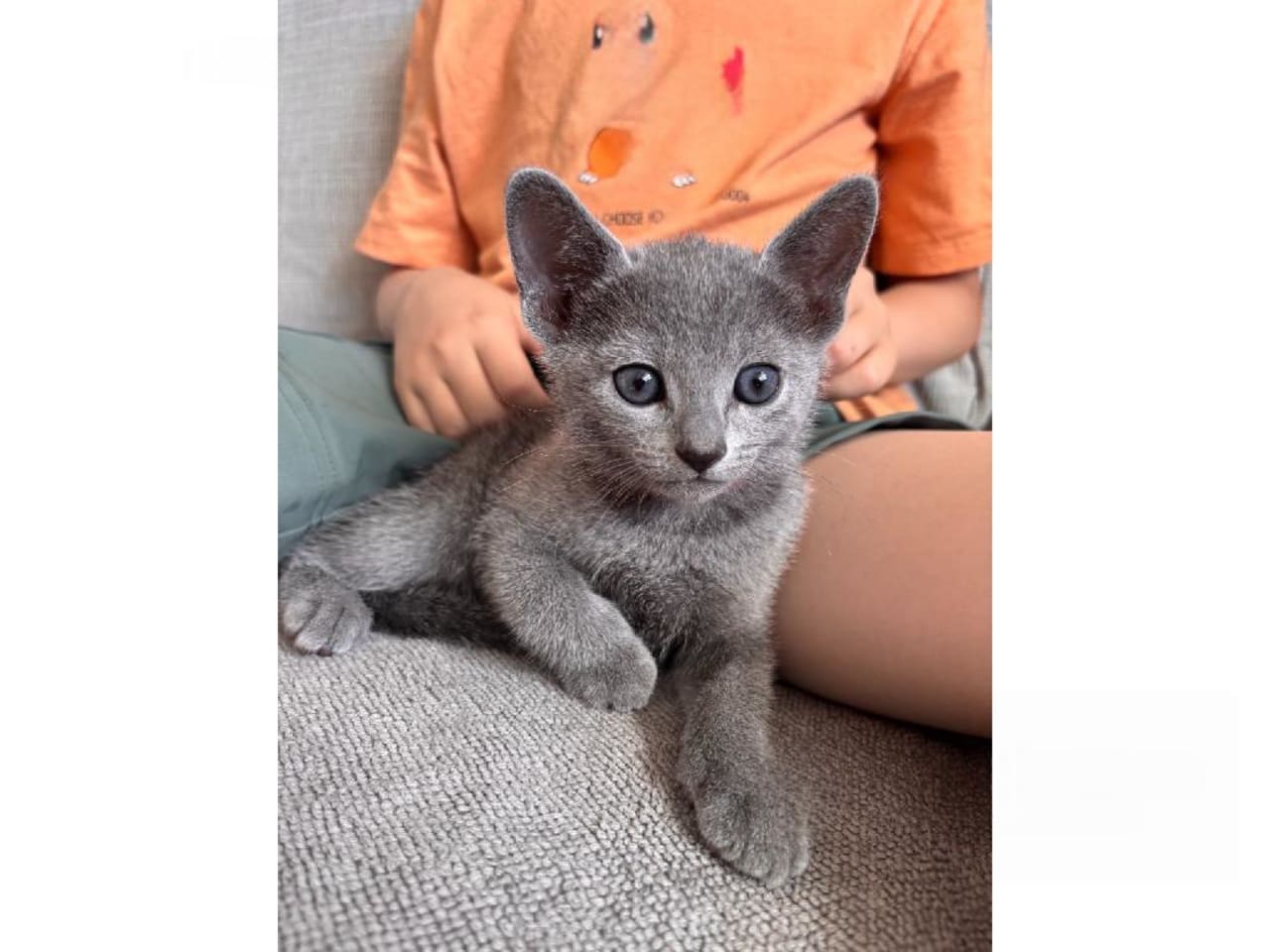 Russian Blue