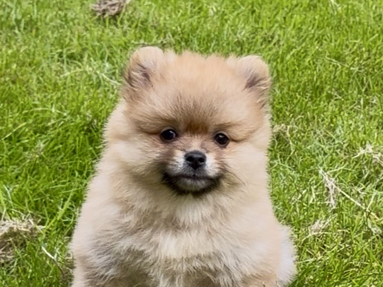 Pomeranian