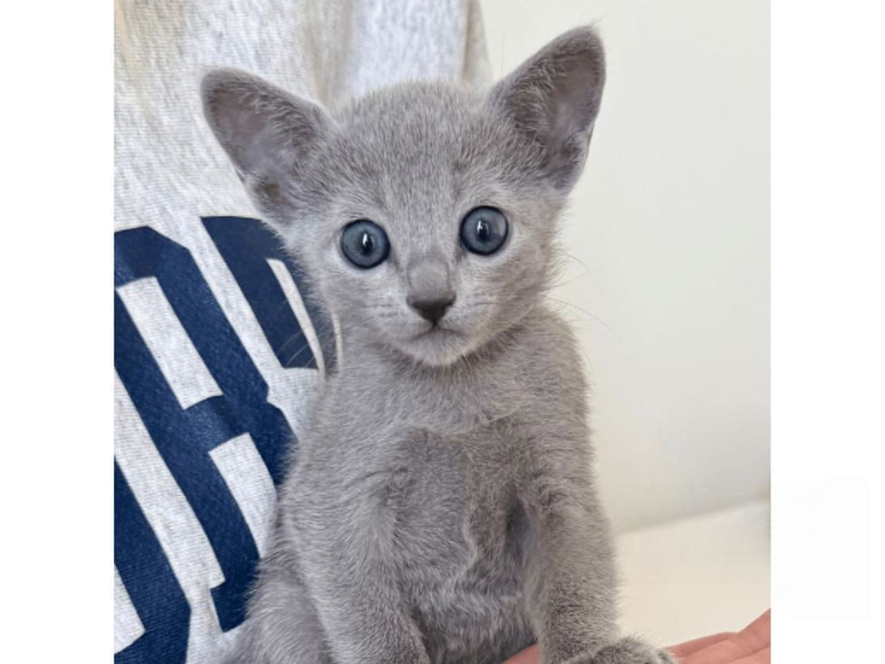 Russian Blue