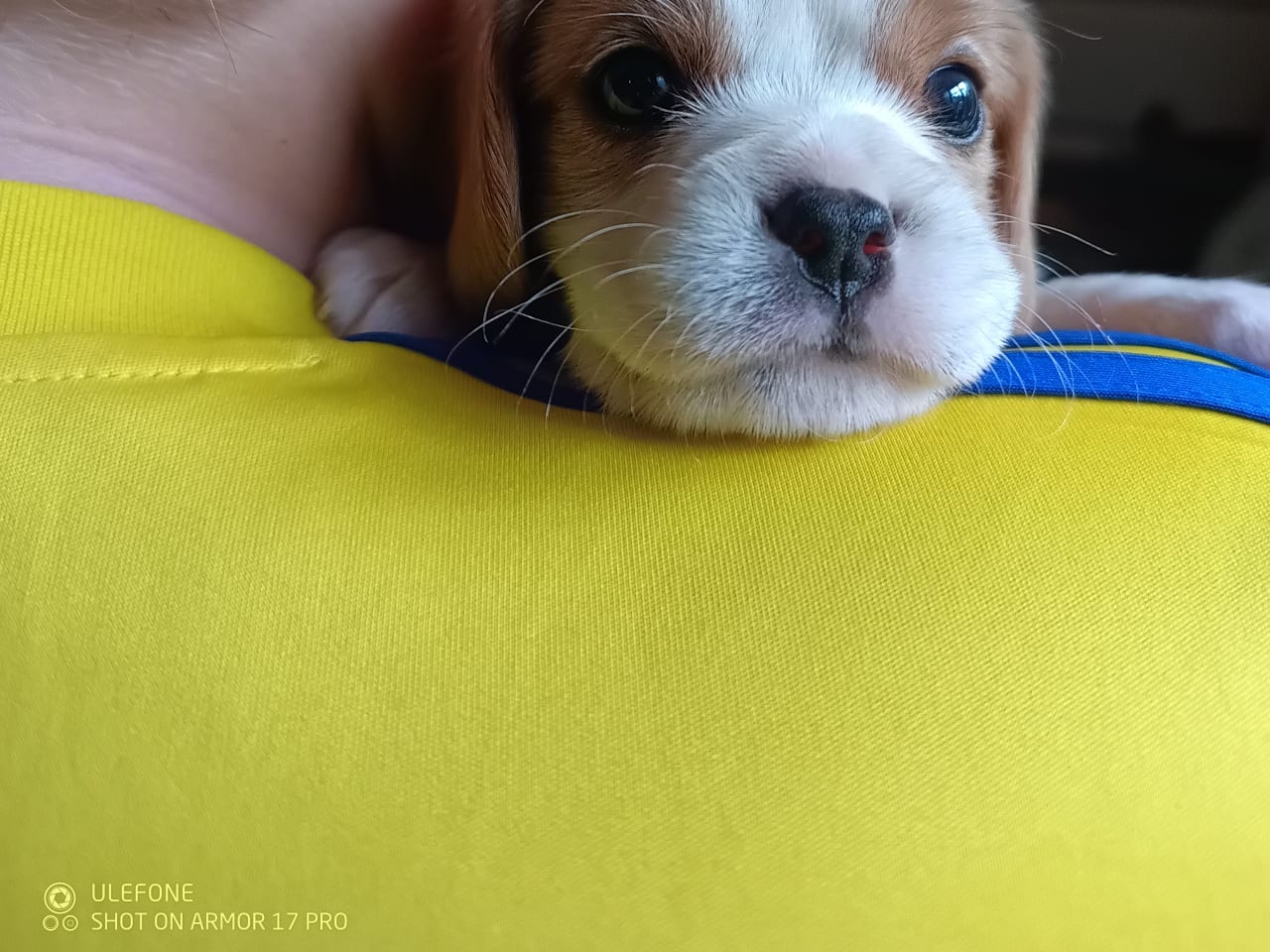 Cavalier king charles spaniel