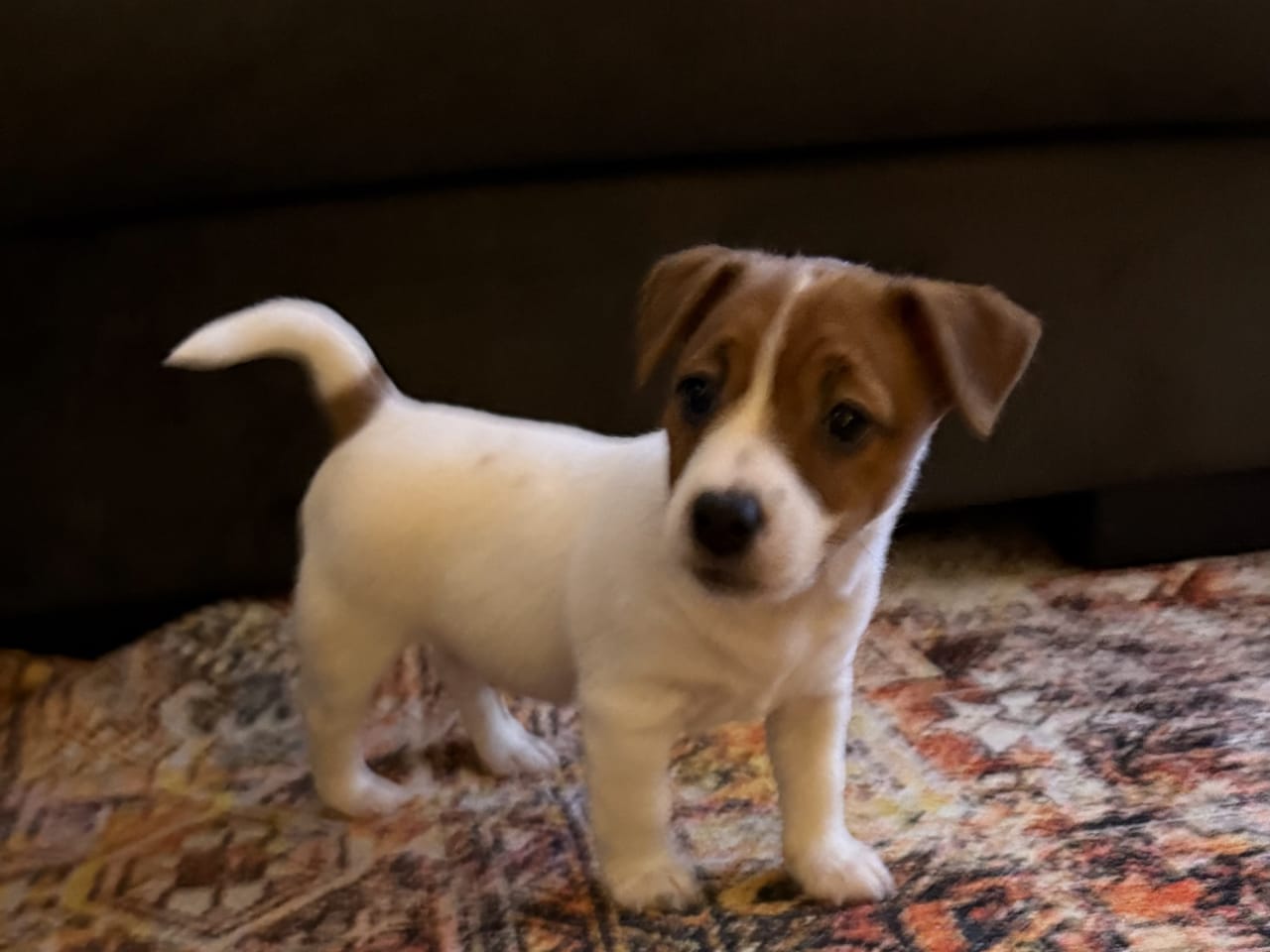 Jack russell terrier