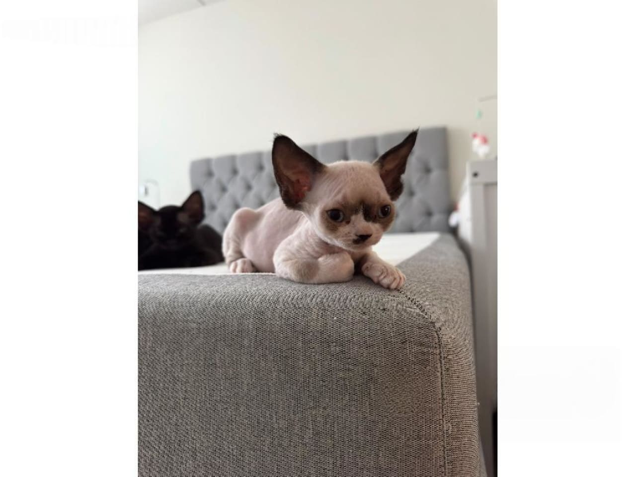 Devon Rex