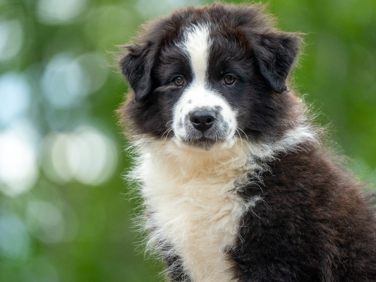 Australian shepherd
