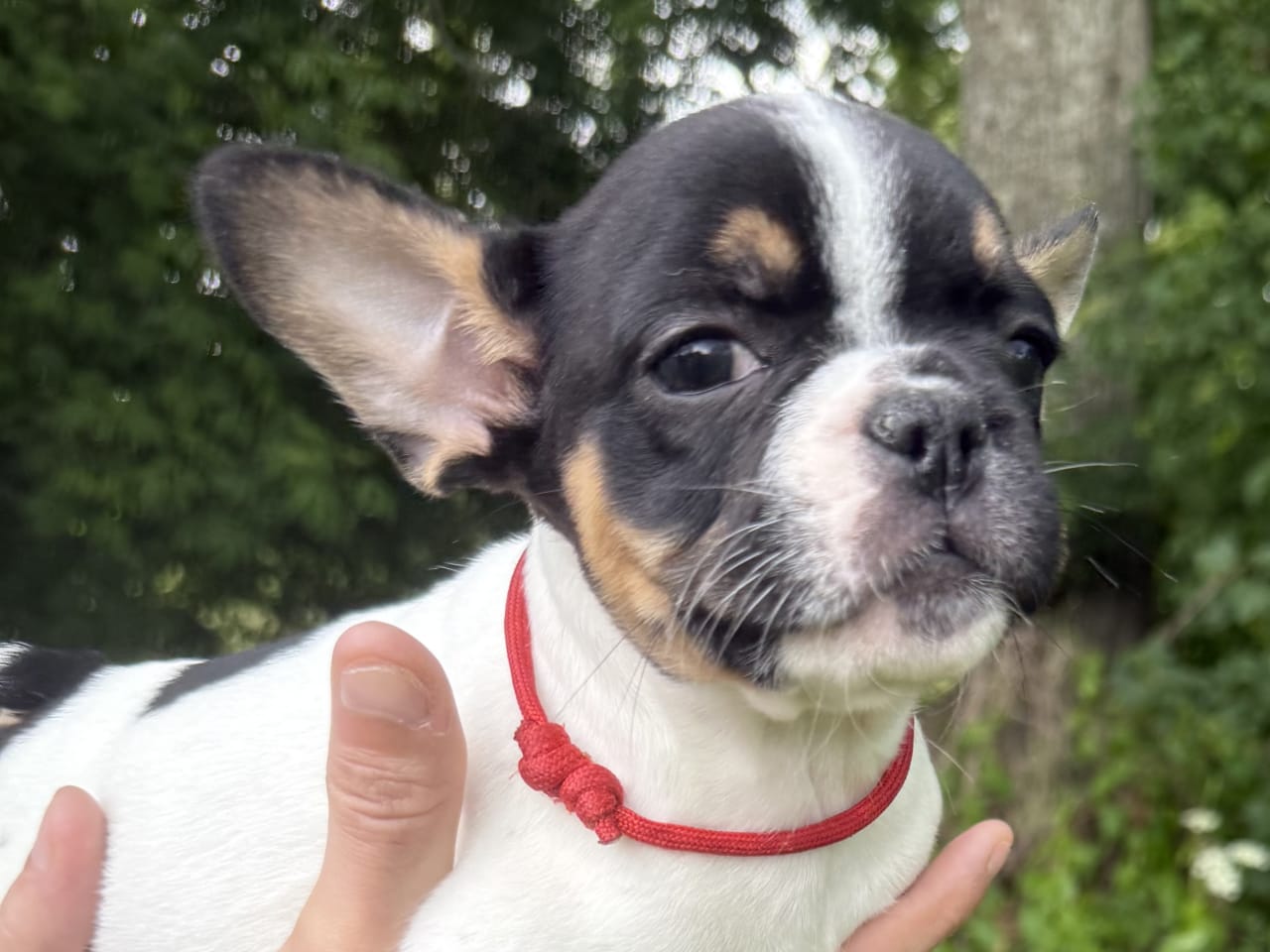 Fransk bulldog