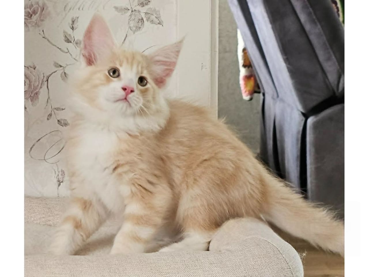 Norsk skogkatt