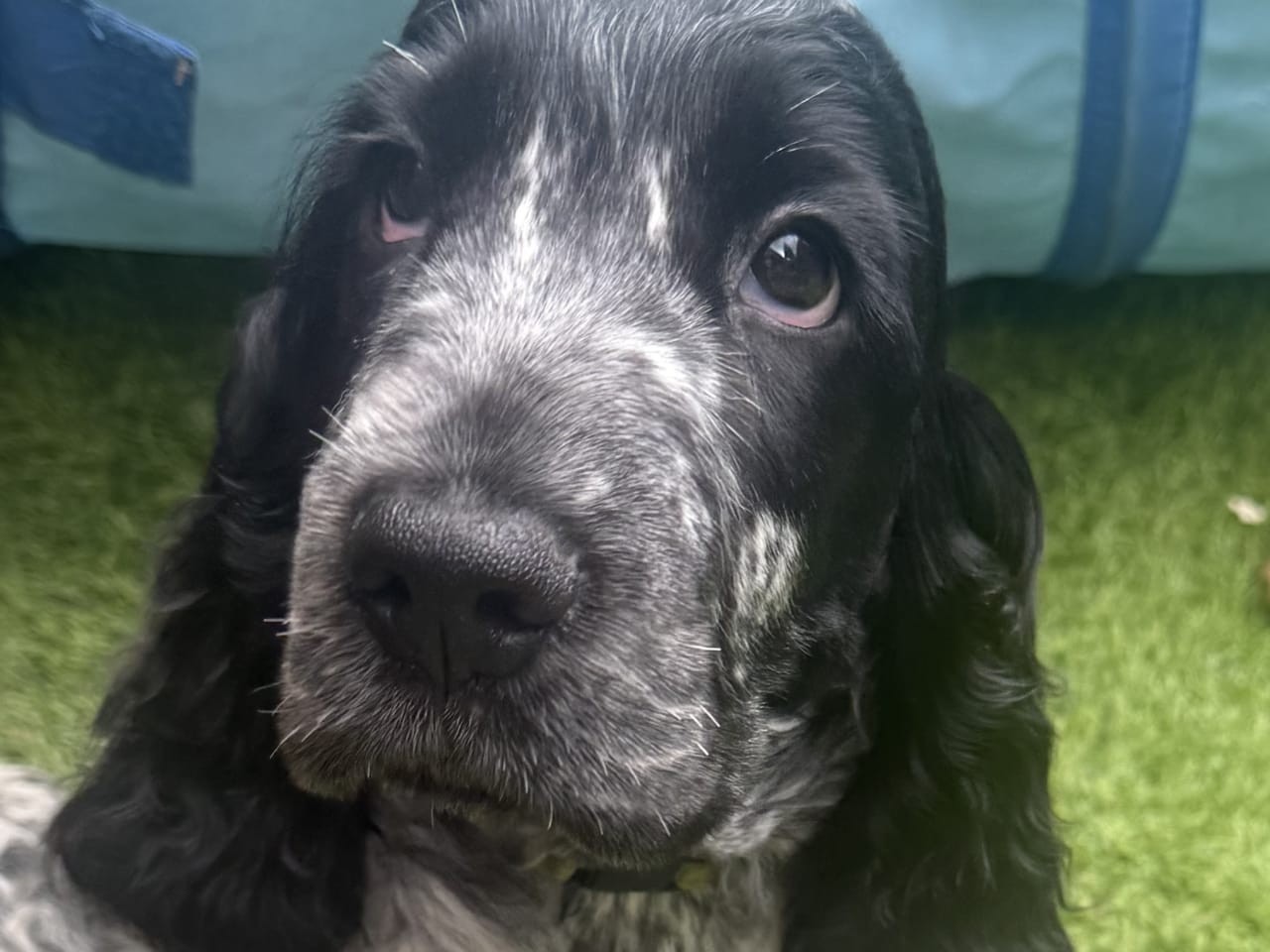 Cocker spaniel