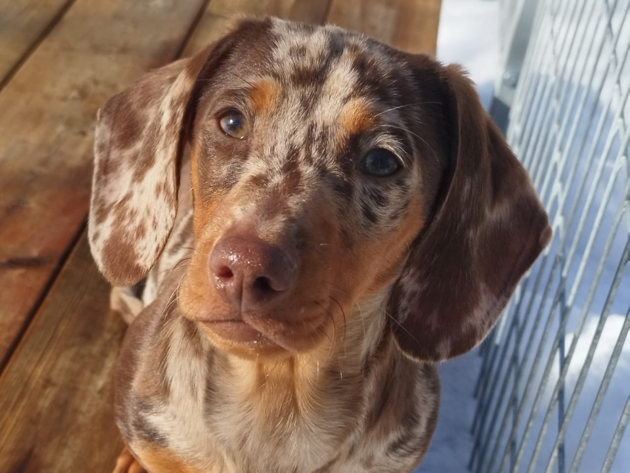 Dachshund