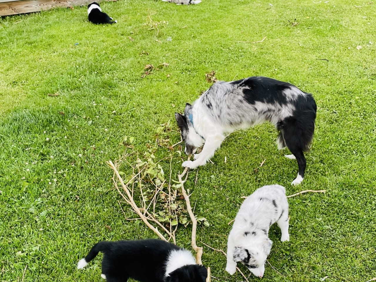 Border collie