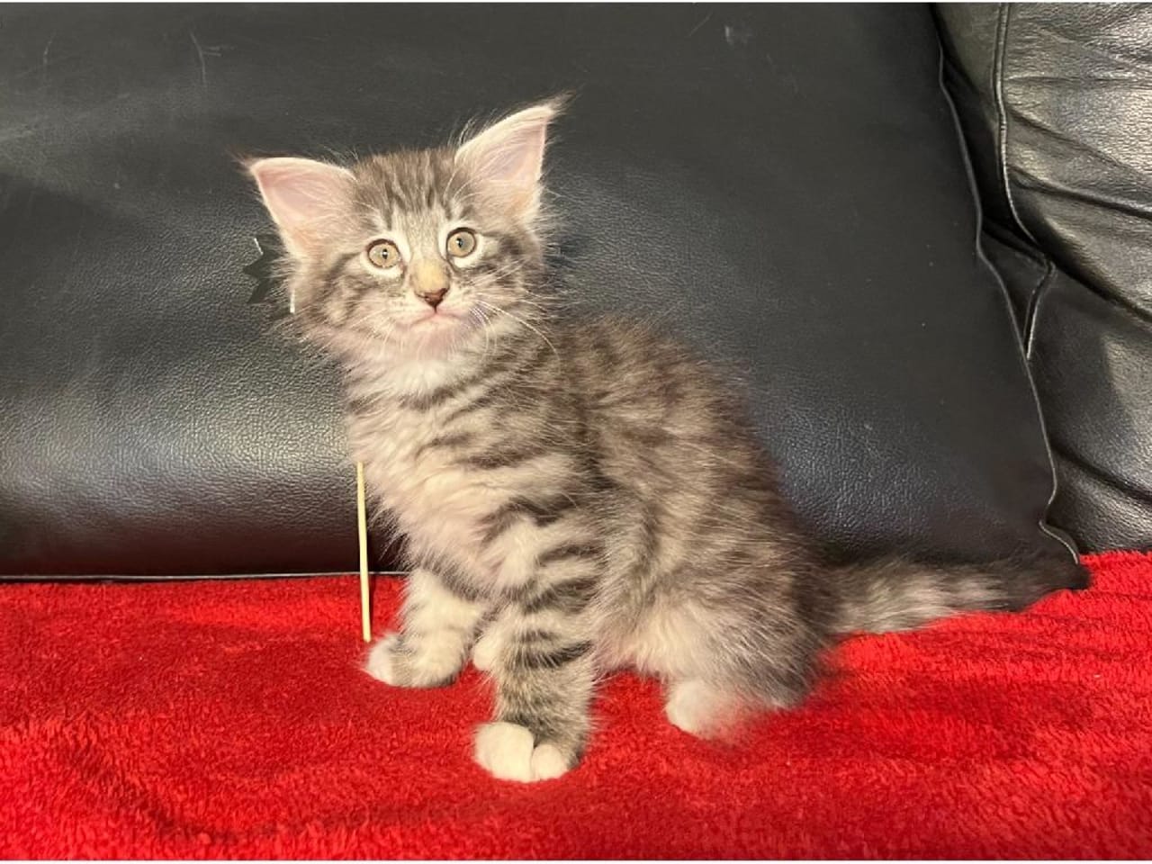 Norsk skogkatt