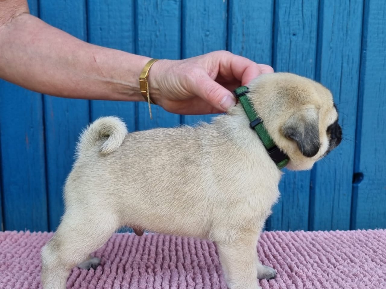 Mops