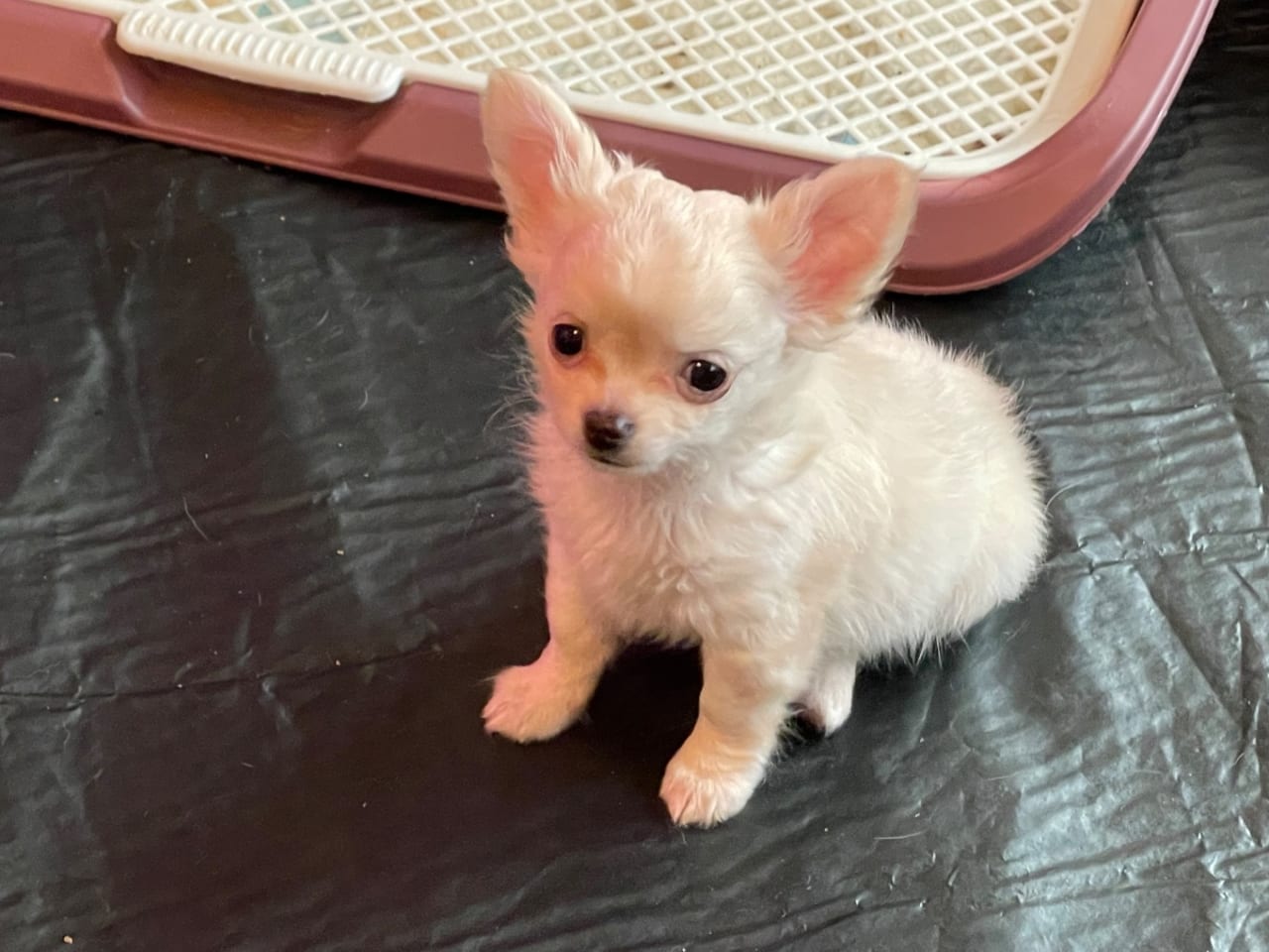 Chihuahua