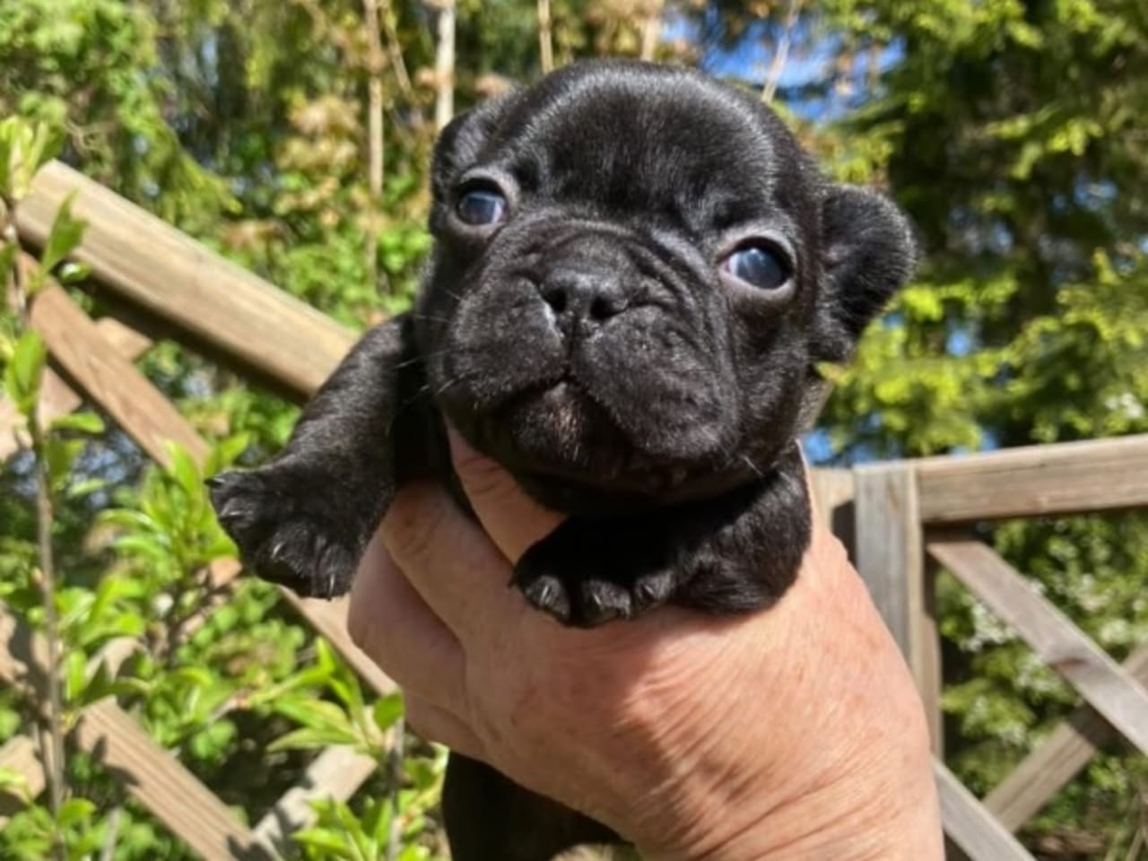 Fransk bulldog